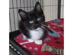 Adopt Tux a Domestic Medium Hair