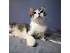 Adopt Sebastian a Domestic Short Hair