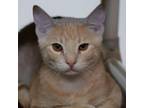 Adopt Barry a Domestic Short Hair