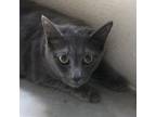 Adopt Leo a Domestic Short Hair