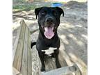 Adopt Midnight a Mixed Breed