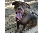 Adopt Desmond a Mixed Breed