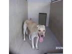 Adopt Ghost a Mixed Breed