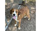 Adopt Ripley a Mixed Breed