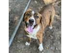Adopt Riker a Mixed Breed