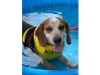 Adopt Copper a Beagle
