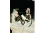 Adopt Hims a Domestic Short Hair