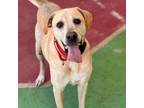 Adopt Jax a Yellow Labrador Retriever