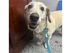 Adopt Levi 20416 a Yellow Labrador Retriever, Basset Hound
