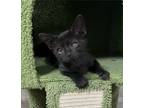 Adopt Peanut the Sweetie a Domestic Short Hair