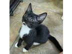 Adopt Marley a Domestic Short Hair