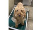 Adopt Juno a Poodle, Golden Retriever