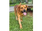 Adopt Clifford a Rhodesian Ridgeback, Mixed Breed
