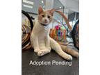 Adopt Mr Business a Domestic Short Hair