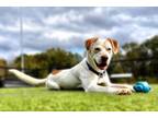 Adopt Carl a Pointer, Mixed Breed