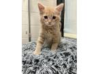 Adopt Eric a Domestic Medium Hair