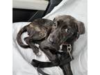 Adopt Santiago 20704 a Flat-Coated Retriever, Mixed Breed