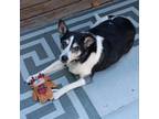 Adopt Bullet 0F01 a Mixed Breed