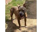 Adopt Pico 0648 a Mixed Breed