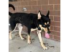 Adopt Caesar 1205 a Mixed Breed