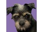 Adopt Peel a Terrier, Yorkshire Terrier
