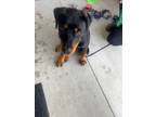 Adopt Steel - IN FOSTER a Rottweiler