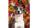 Adopt Merida a Labrador Retriever, Mixed Breed