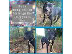 Adopt 2024-08-101 *Buda* a Pit Bull Terrier