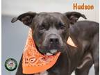 Adopt 24-08-2585 Hudson a Pit Bull Terrier