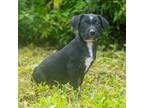 Adopt Finn a Affenpinscher