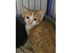 Adopt Dustin a Domestic Short Hair