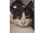 Adopt Mr. Hopper a Domestic Short Hair