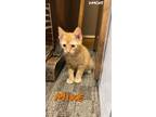 Adopt Mike a Domestic Short Hair