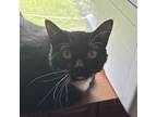 Adopt Jimmy a Domestic Short Hair