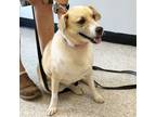 Adopt Hondo a Australian Shepherd