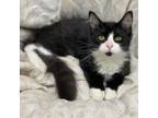 Adopt Picard a Domestic Medium Hair