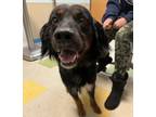 Adopt Texas a Border Collie, Labrador Retriever