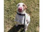 Adopt Jacob a Labrador Retriever
