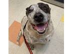 Adopt Fonzie a Australian Cattle Dog / Blue Heeler