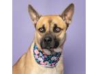 Adopt Granger a German Shepherd Dog, Mixed Breed