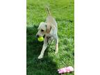 Adopt Pluto 42462 a Terrier
