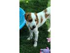 Adopt Dash 42463 a Terrier