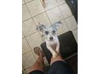 Adopt Buddy a Shih Tzu, Mixed Breed