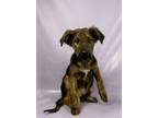 Adopt Patch a Bernese Mountain Dog, Mixed Breed