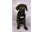 Adopt Pete a Bernese Mountain Dog, Mixed Breed
