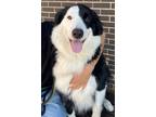 Adopt Jack a Australian Cattle Dog / Blue Heeler, Mixed Breed