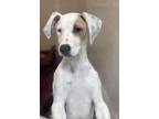 Adopt Fernando a Beagle, Mixed Breed