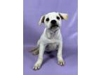 Adopt Emmett a Labrador Retriever, Mixed Breed