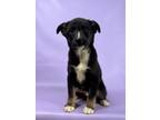 Adopt Sloth a Australian Shepherd, Husky