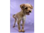 Adopt Warrior a Poodle, Mixed Breed